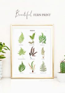 Fern Botanical Print | Free 8x10 - Live Laugh Rowe