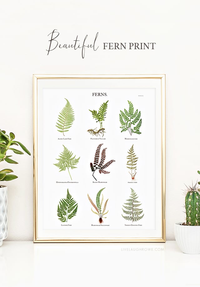 Looking for some beautiful fern wall art to add to your home decor? This complimentary Fern Botanical Print has a subtle beauty to it and can compliment any style. Print yours at livelaughrowe.com
