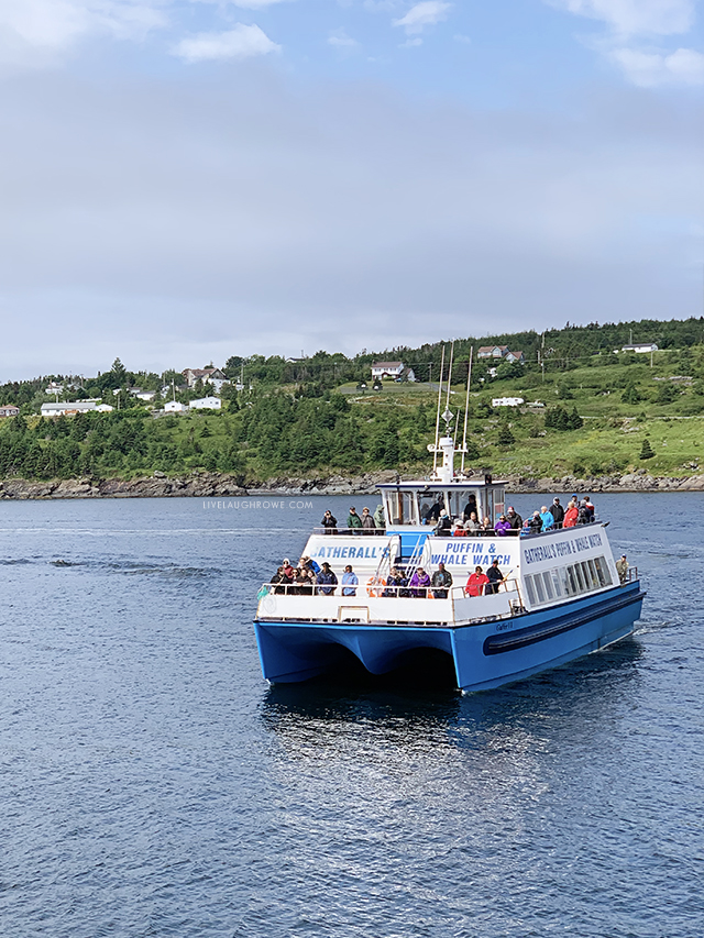 Amazing Puffin and Whale watching tour in Bulls Bay, NL. Learn more at livelaughrowe.com