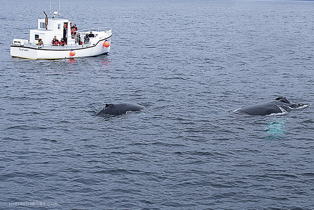 Amazing Puffin and Whale watching tour in Bulls Bay, Newfoundland and Labrador. Learn more at livelaughrowe.com