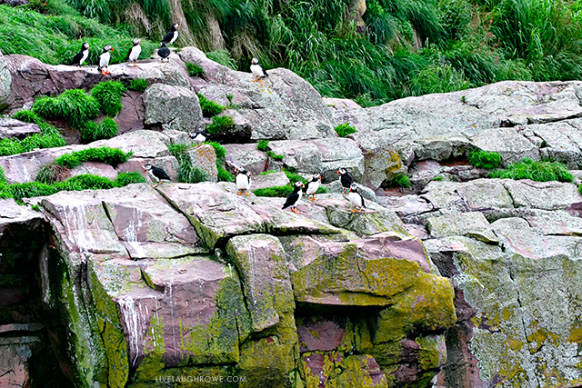 Amazing Puffin and Whale watching tour in Bulls Bay, Newfoundland and Labrador. Learn more at livelaughrowe.com