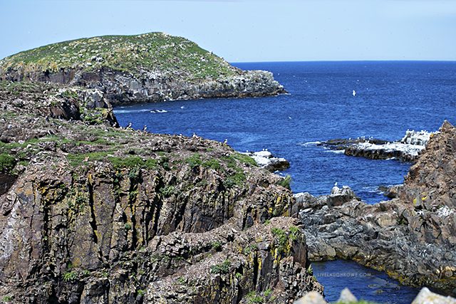 Puffin Viewing Site in Elliston, Newfoundland and Labrador. A short walk