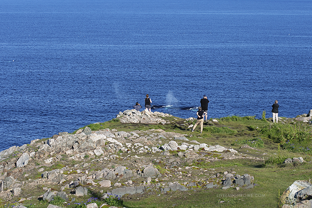 Whale watching at Cape Bonavista, NL. livelaughrowe.com