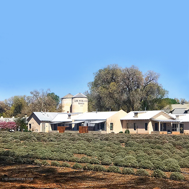 Beautiful Los Poblanos Lavender Farm