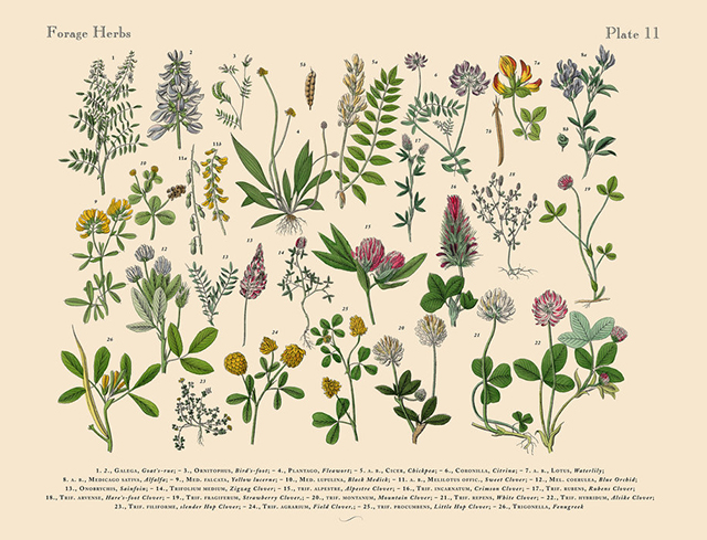 Herbs & Spices Poster Print