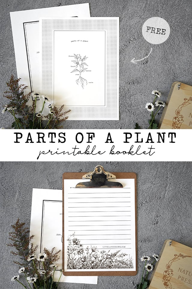 Images of the Booklet Parts of a Plant for Kids