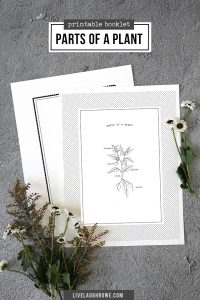 Parts of a Plant for Kids | Printable Booklet - Live Laugh Rowe