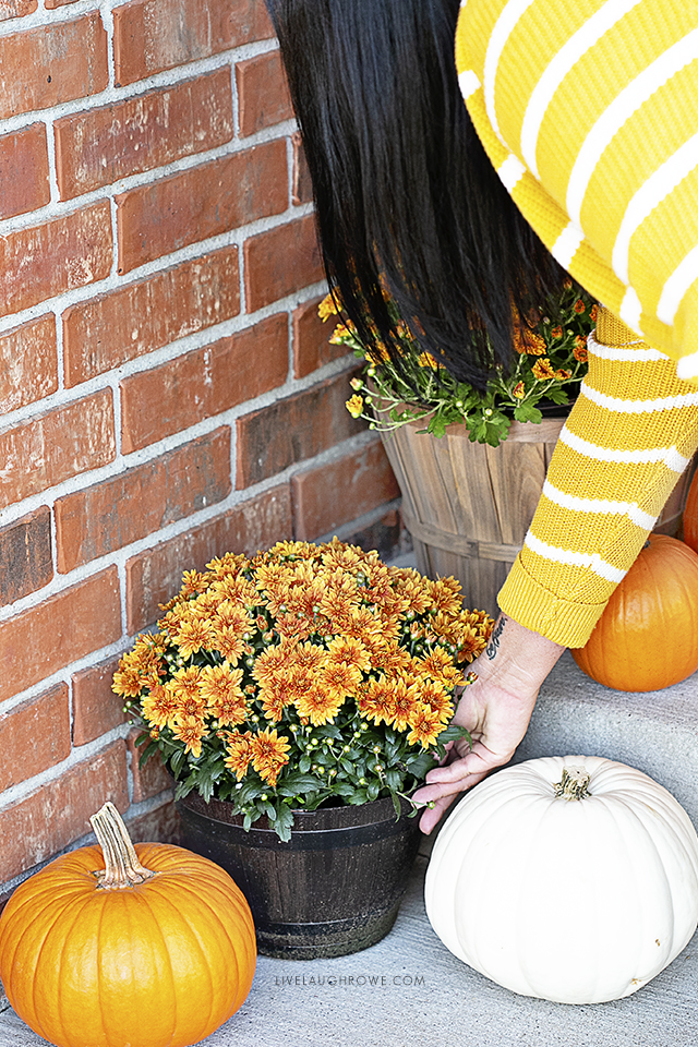 Placing Mum for Fall Decor