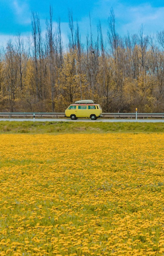 Field of Dandelions