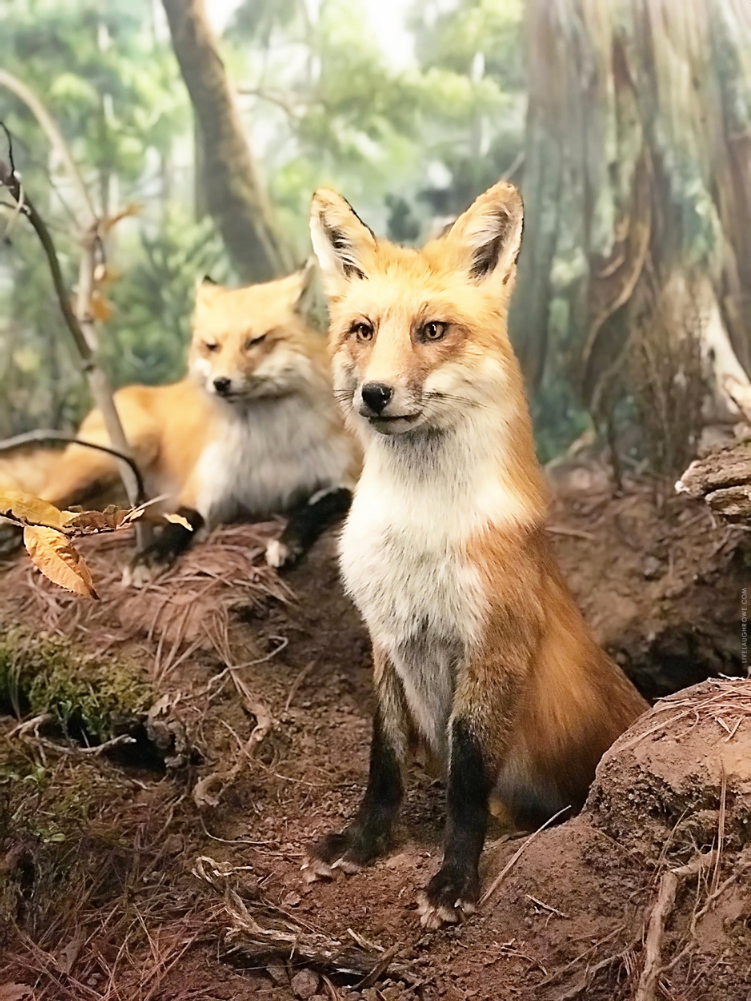 Foxes at Museum in Springfield, MO