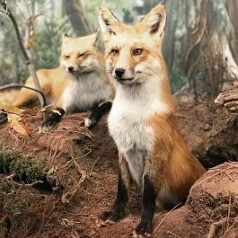 Foxes at Museum