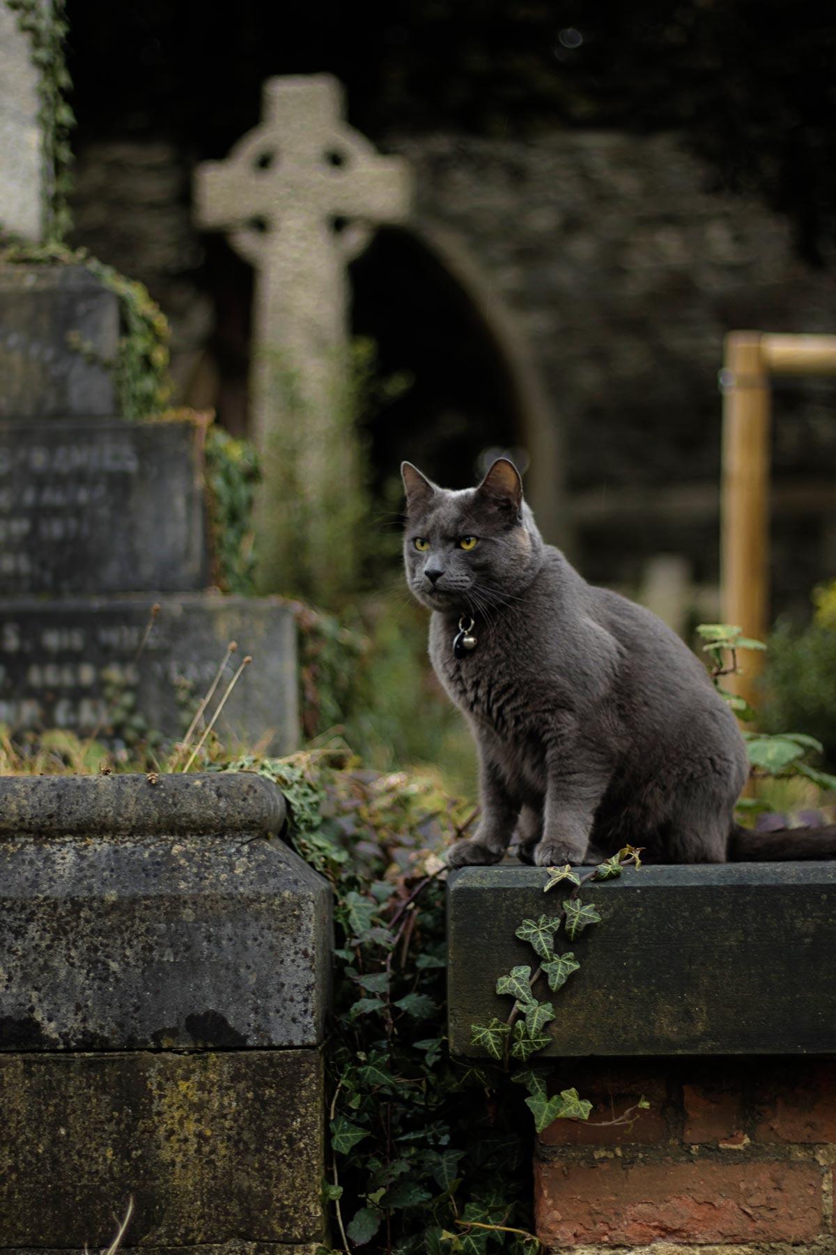 Cemetery. Spooky Season Bucket List