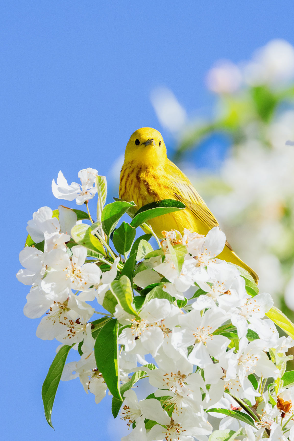 Bird sitting in tree