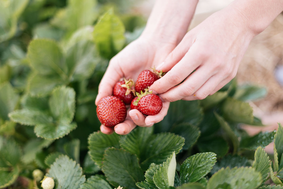 Spring Bucket List Activity: Strawberry Picking