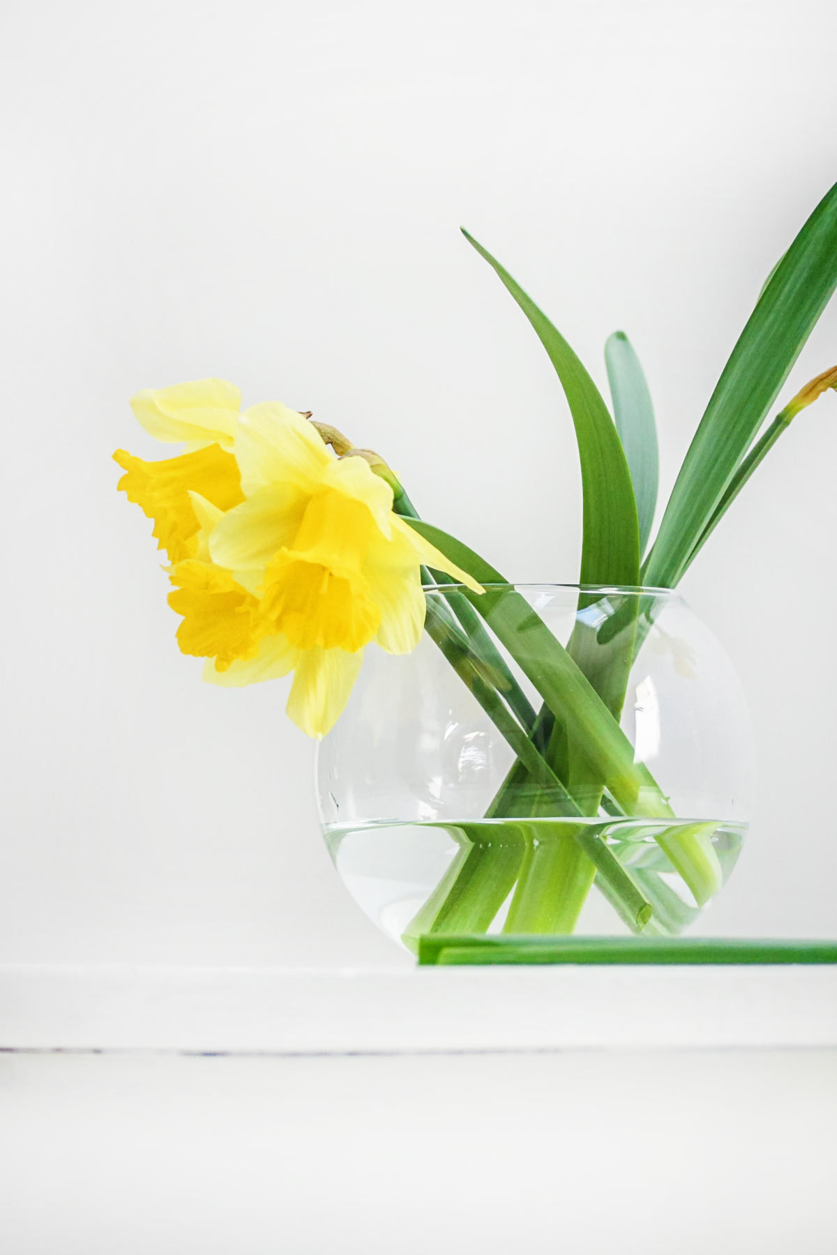 Daffodils in a vase.