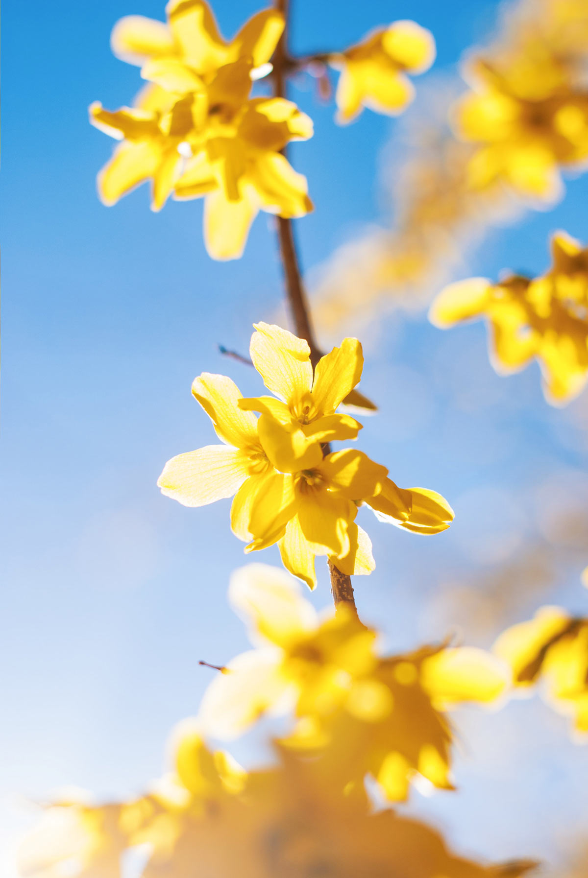 Forsythia Branch