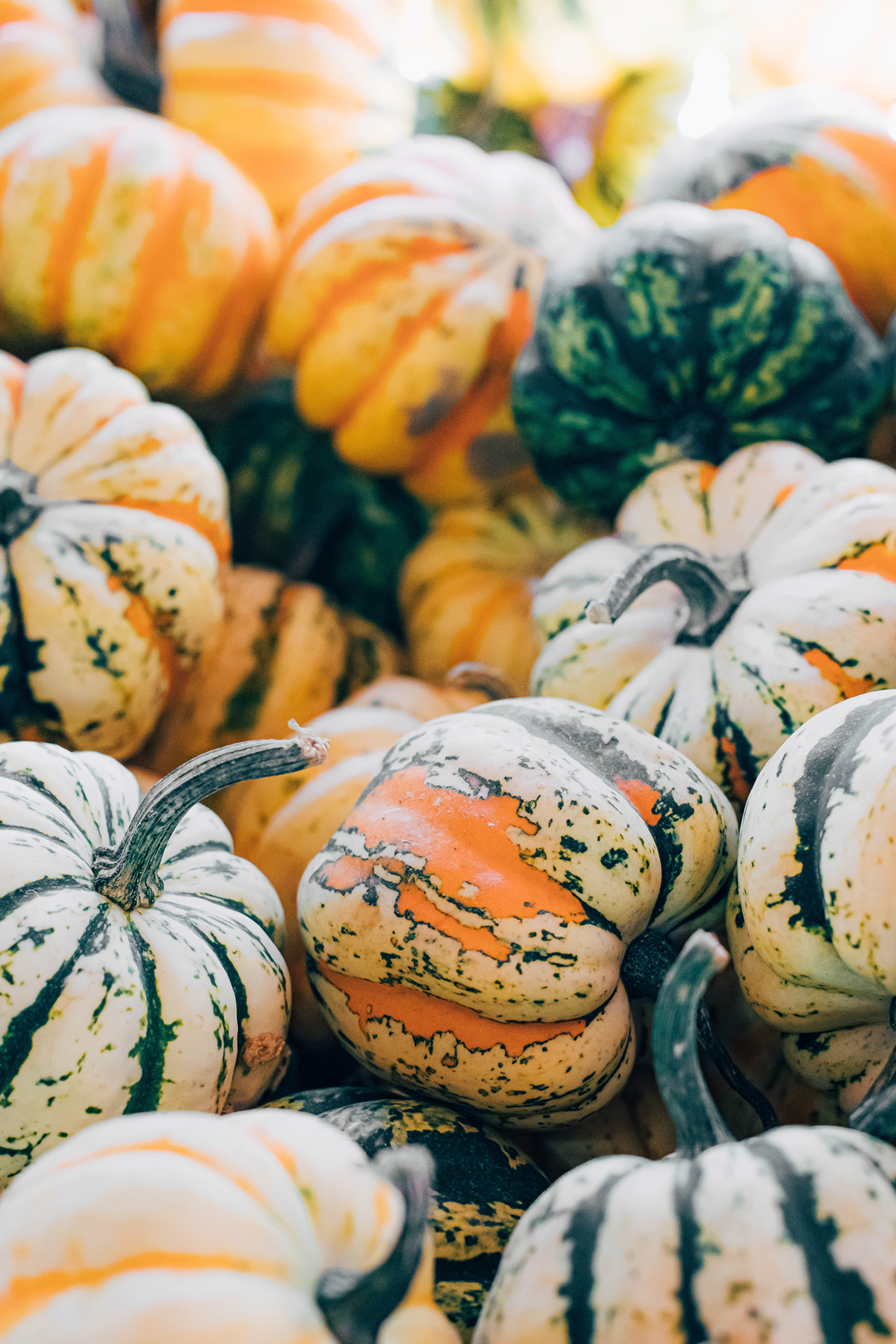 Fall Pumpkins