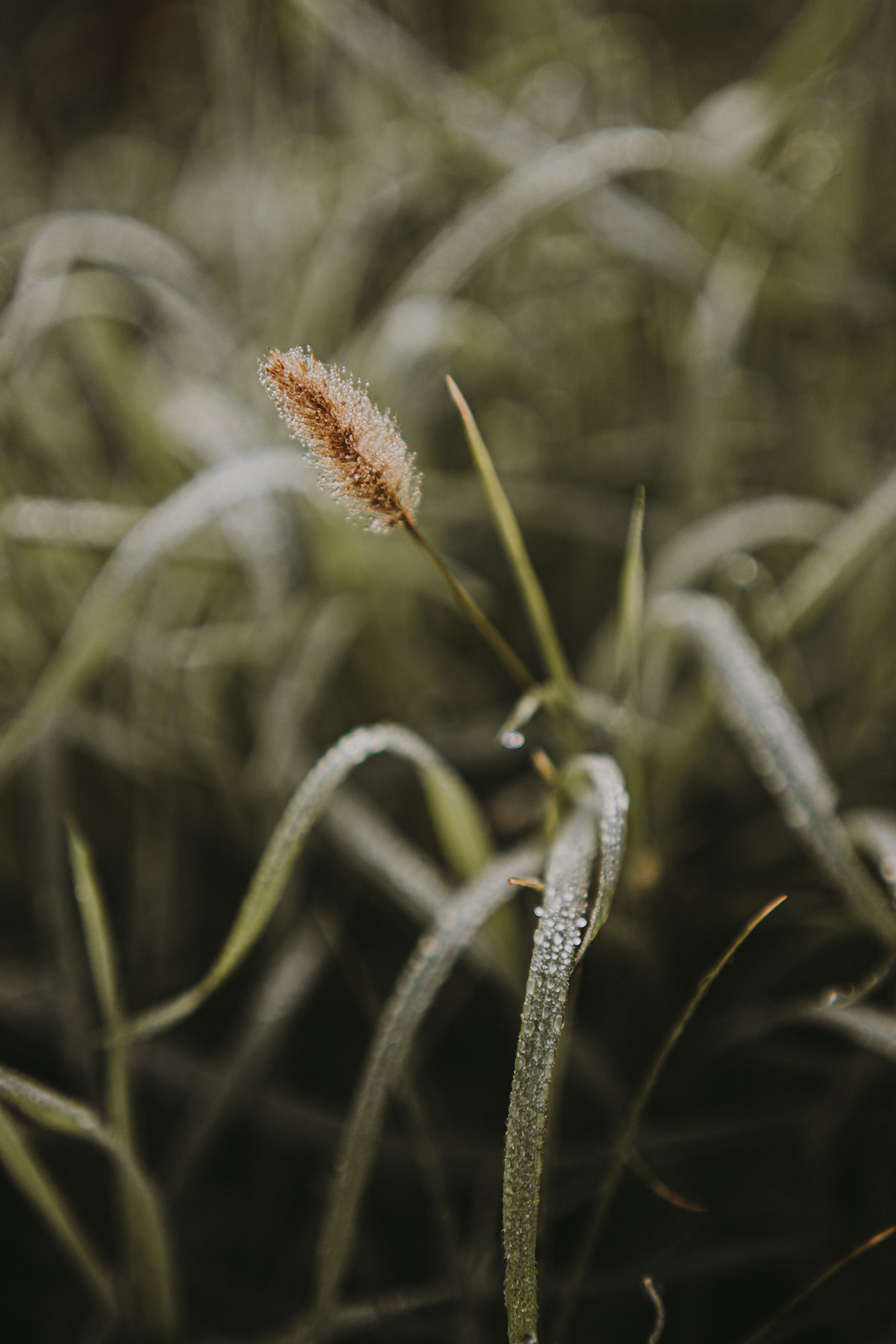 Frost on the Ground