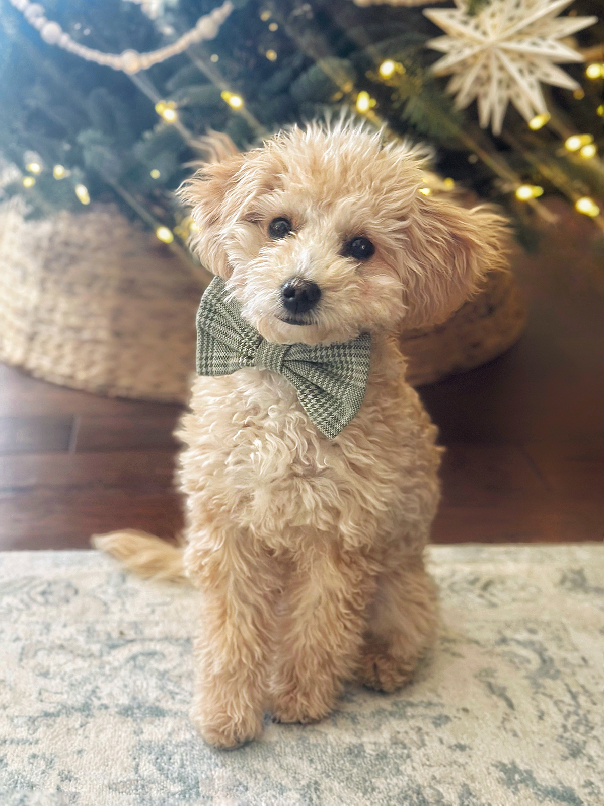 Mini Golden Doodle with Bowtie. 