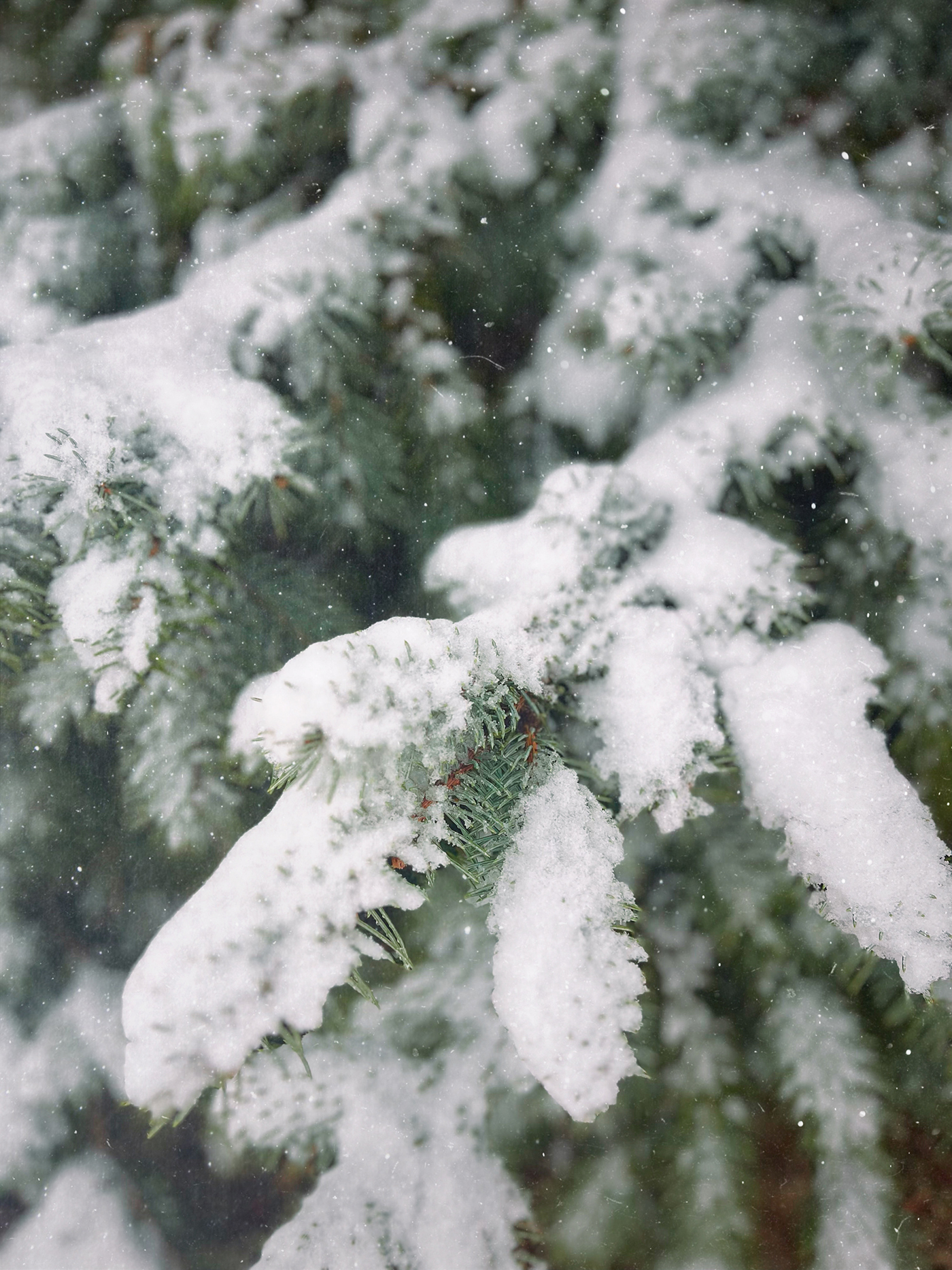 Snow on Tree Branches