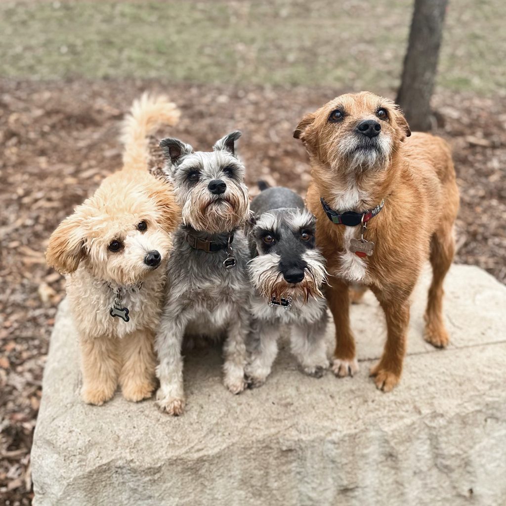 Nash at the dog park with his friends.