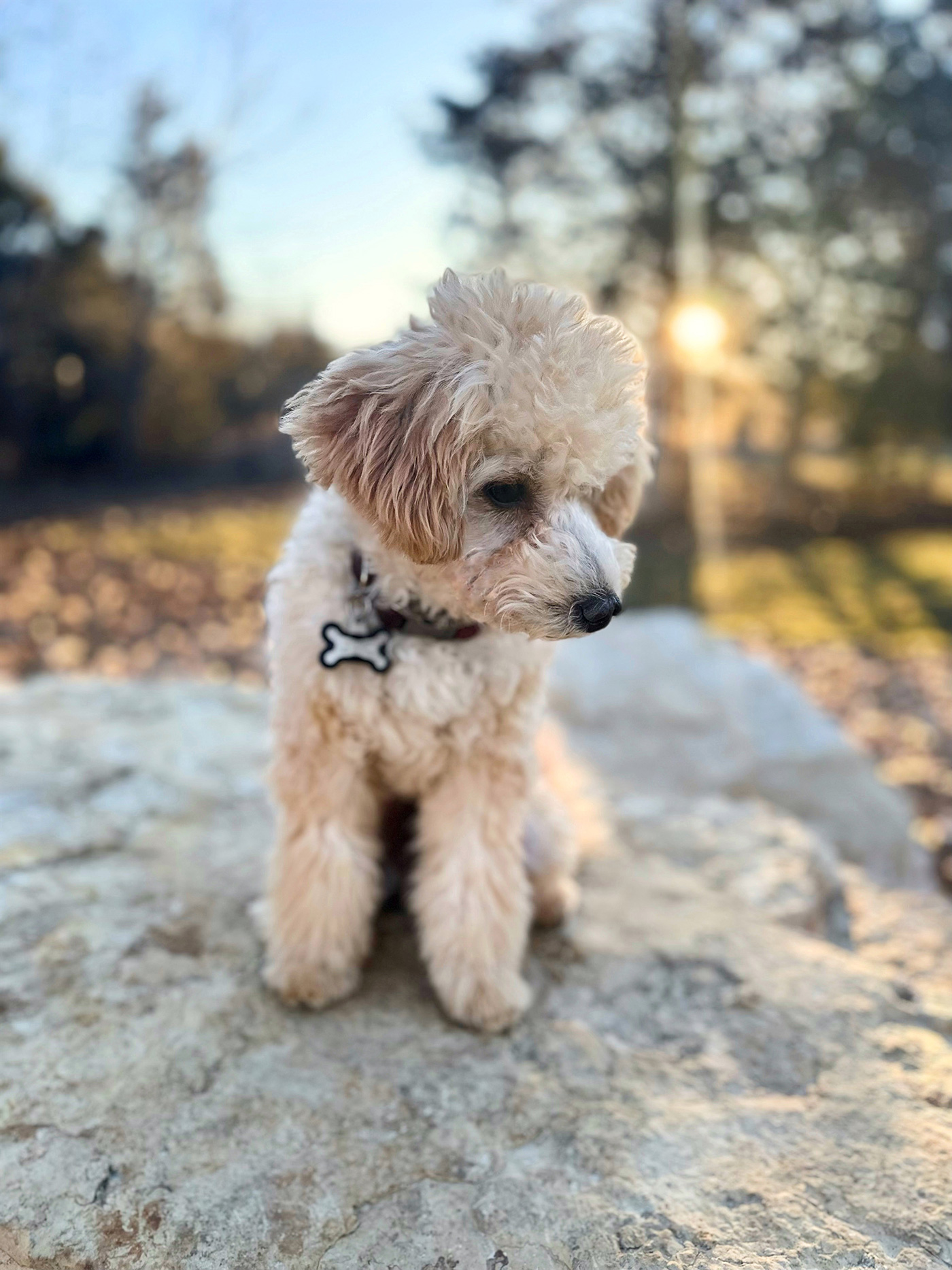 Nash at Bark Yard in Springfield, MO