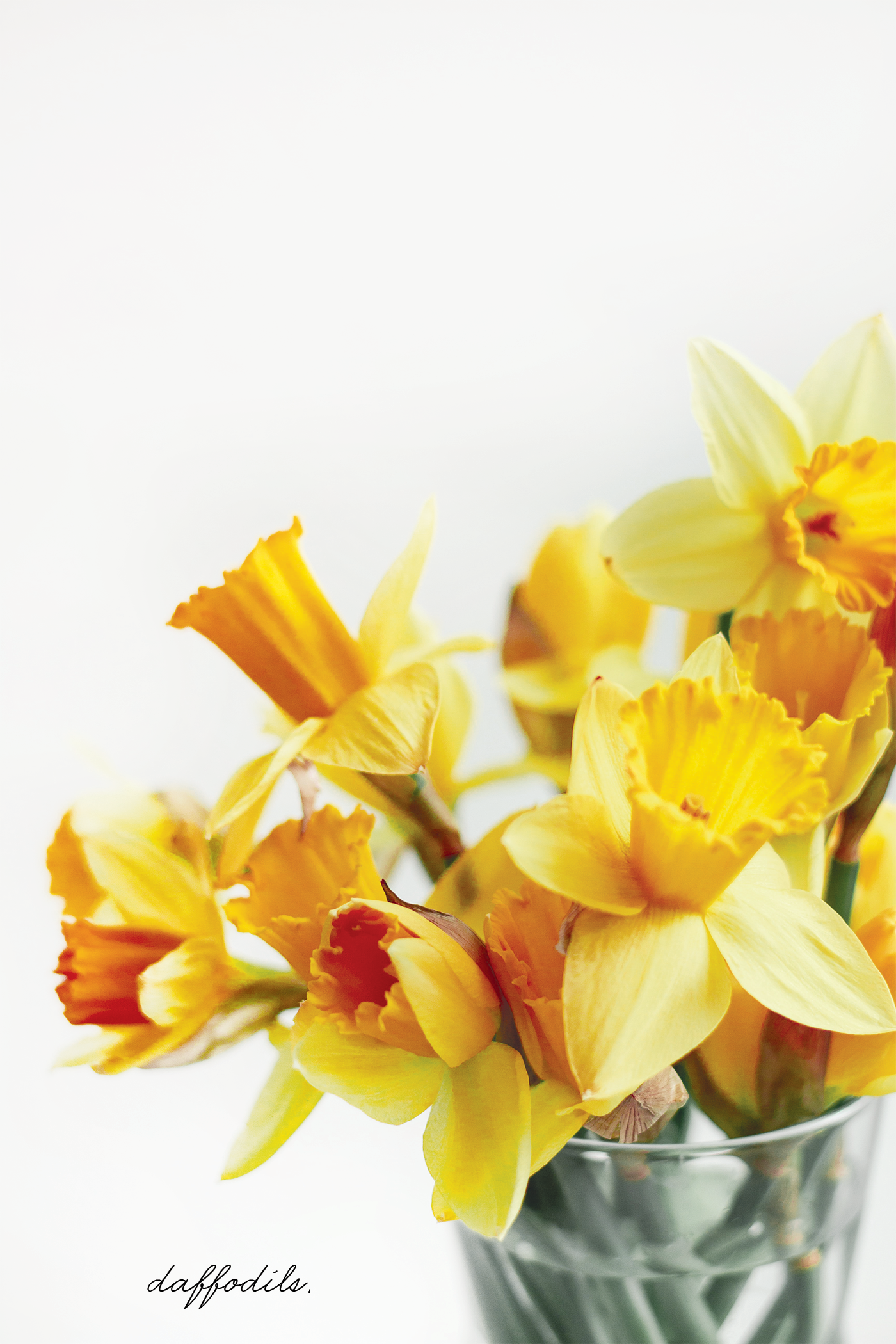 Vase filled with daffodils.