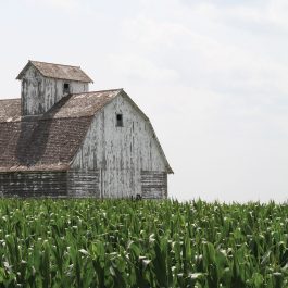 Photograph of Iowa Corn Field and Barn