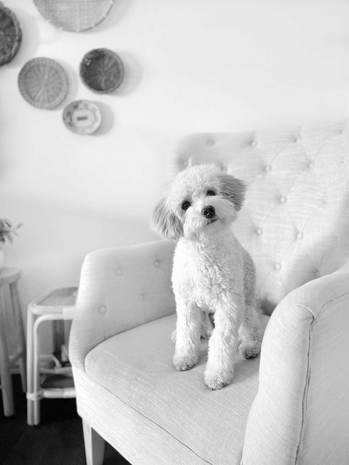 Mini Goldendoodle sitting on a chair