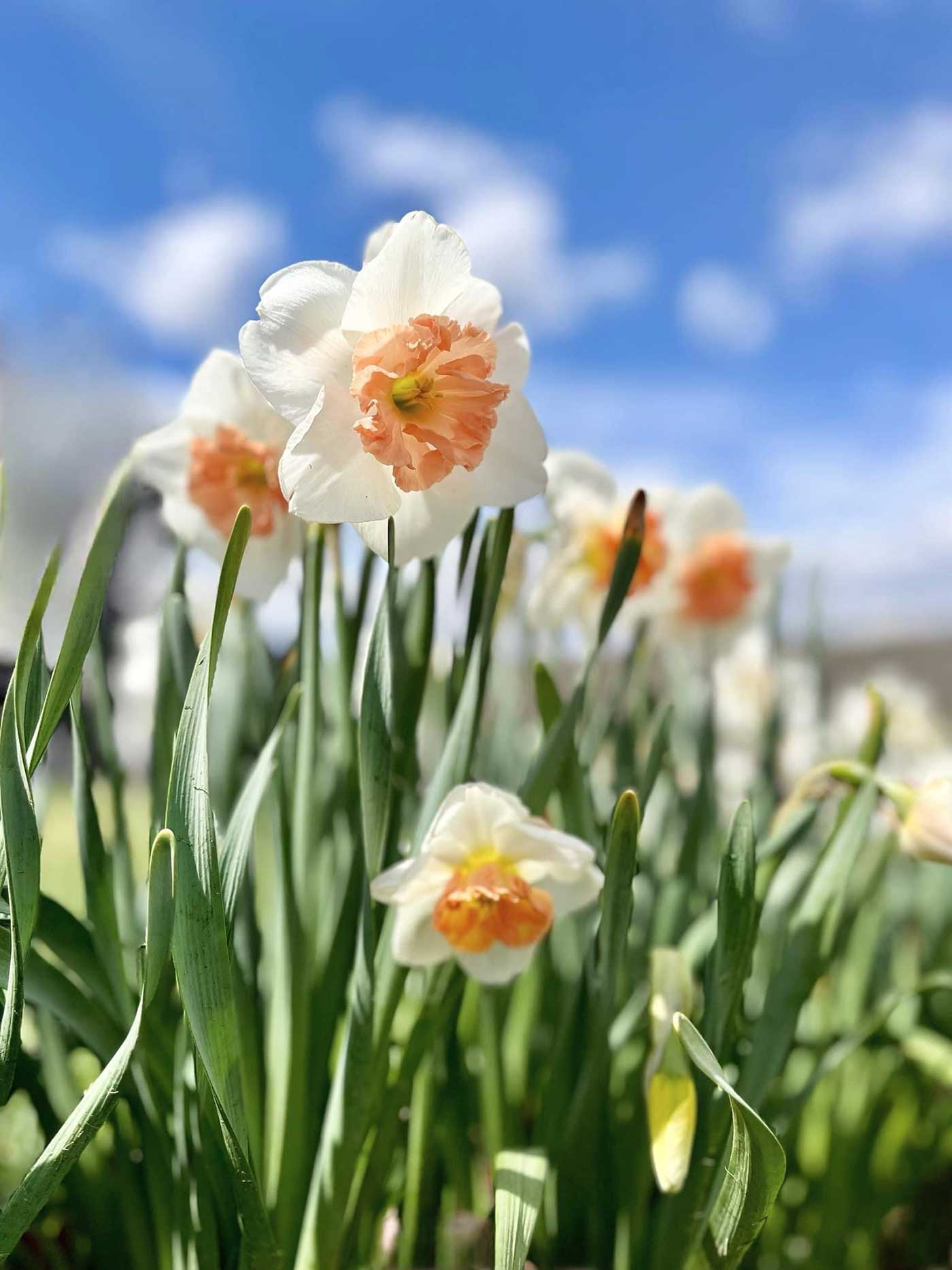 Daffodils at Baker Creek Seed Company