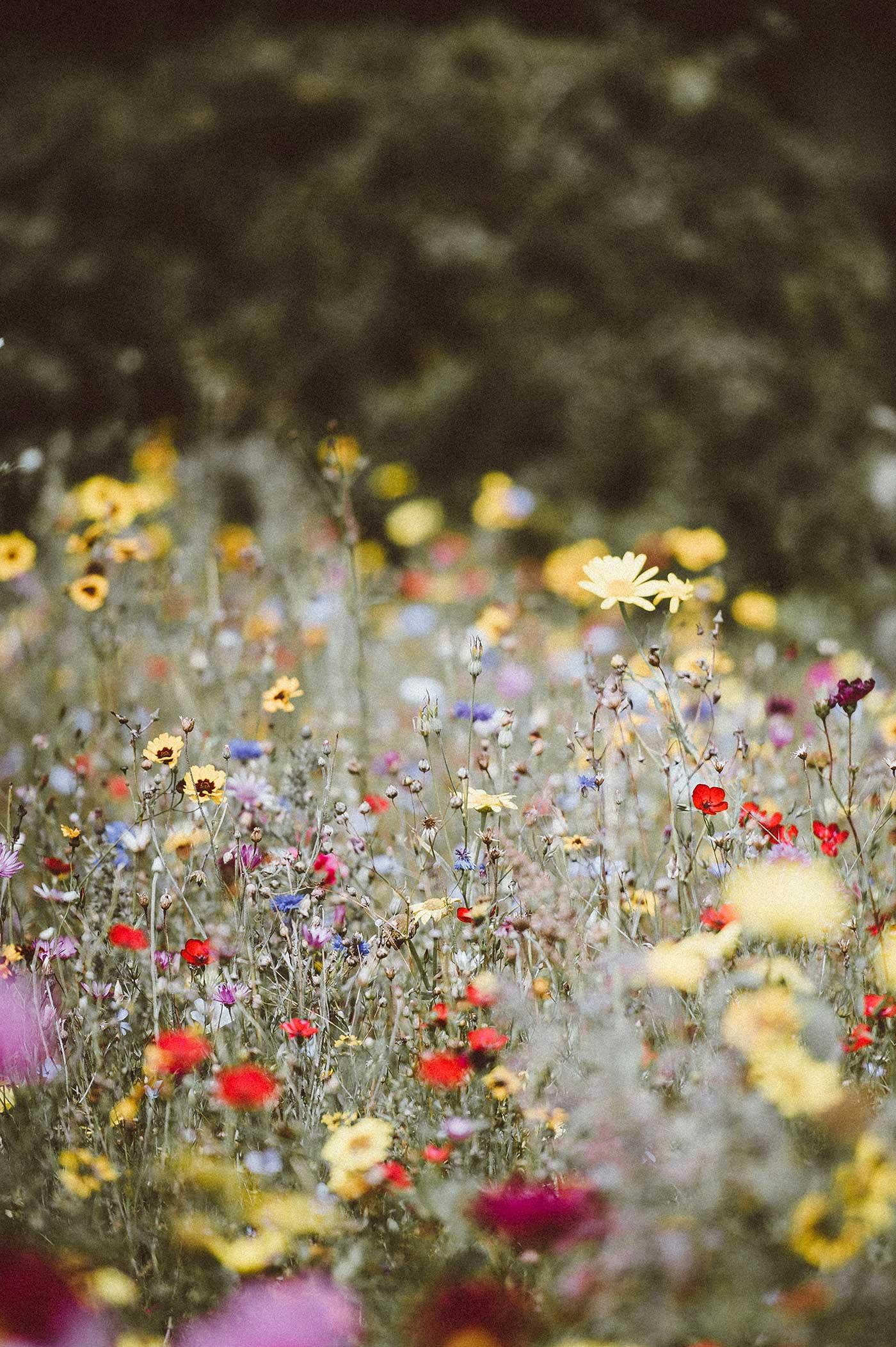 Wildflowers in a field.