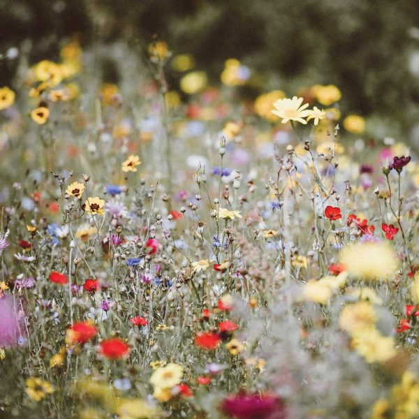 Wildflowers in a field.