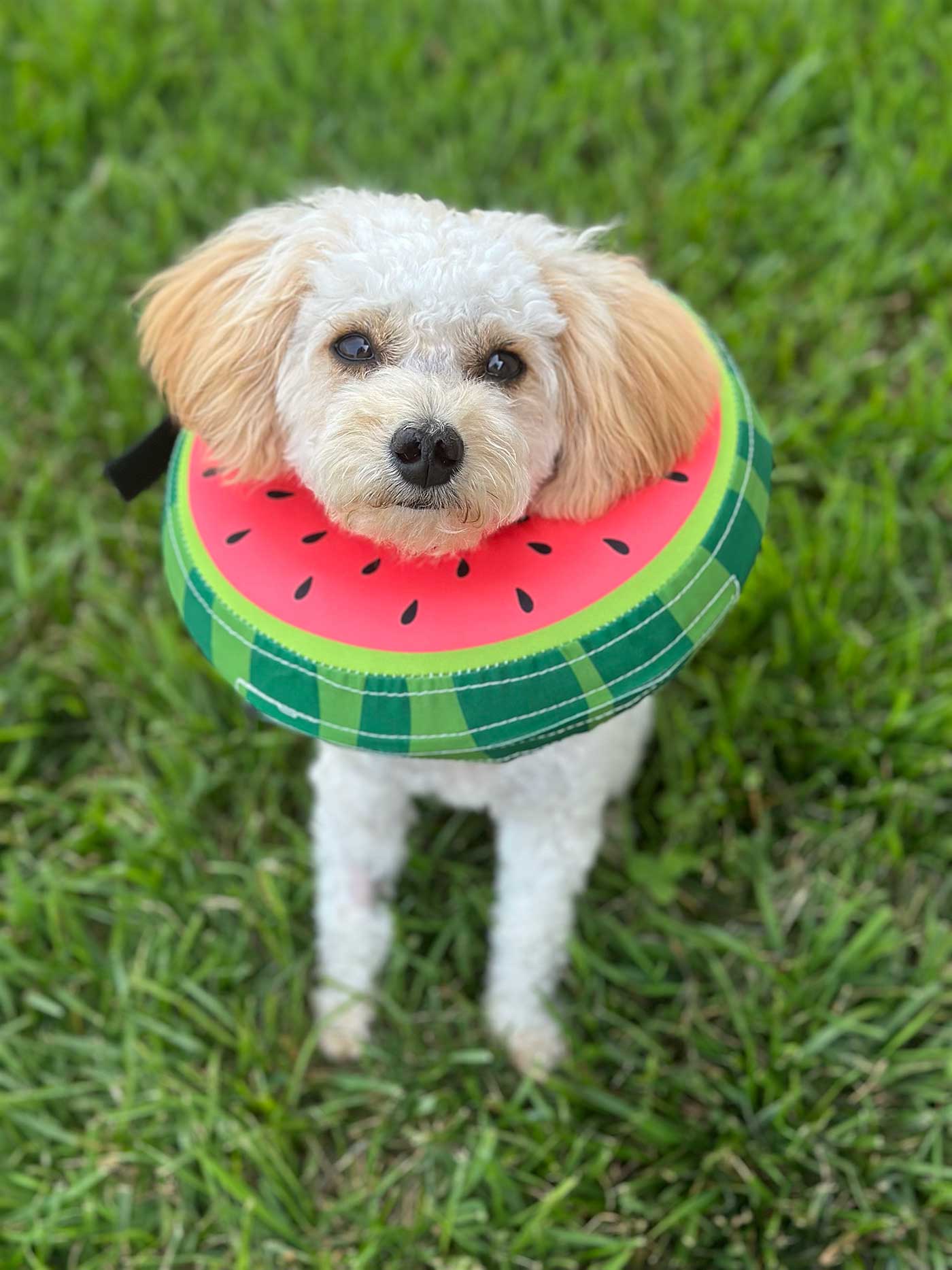 mini golden-doodle in a watermelon soft cone