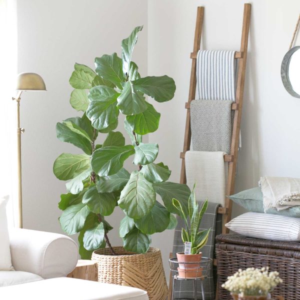 Plants and blanket ladder
