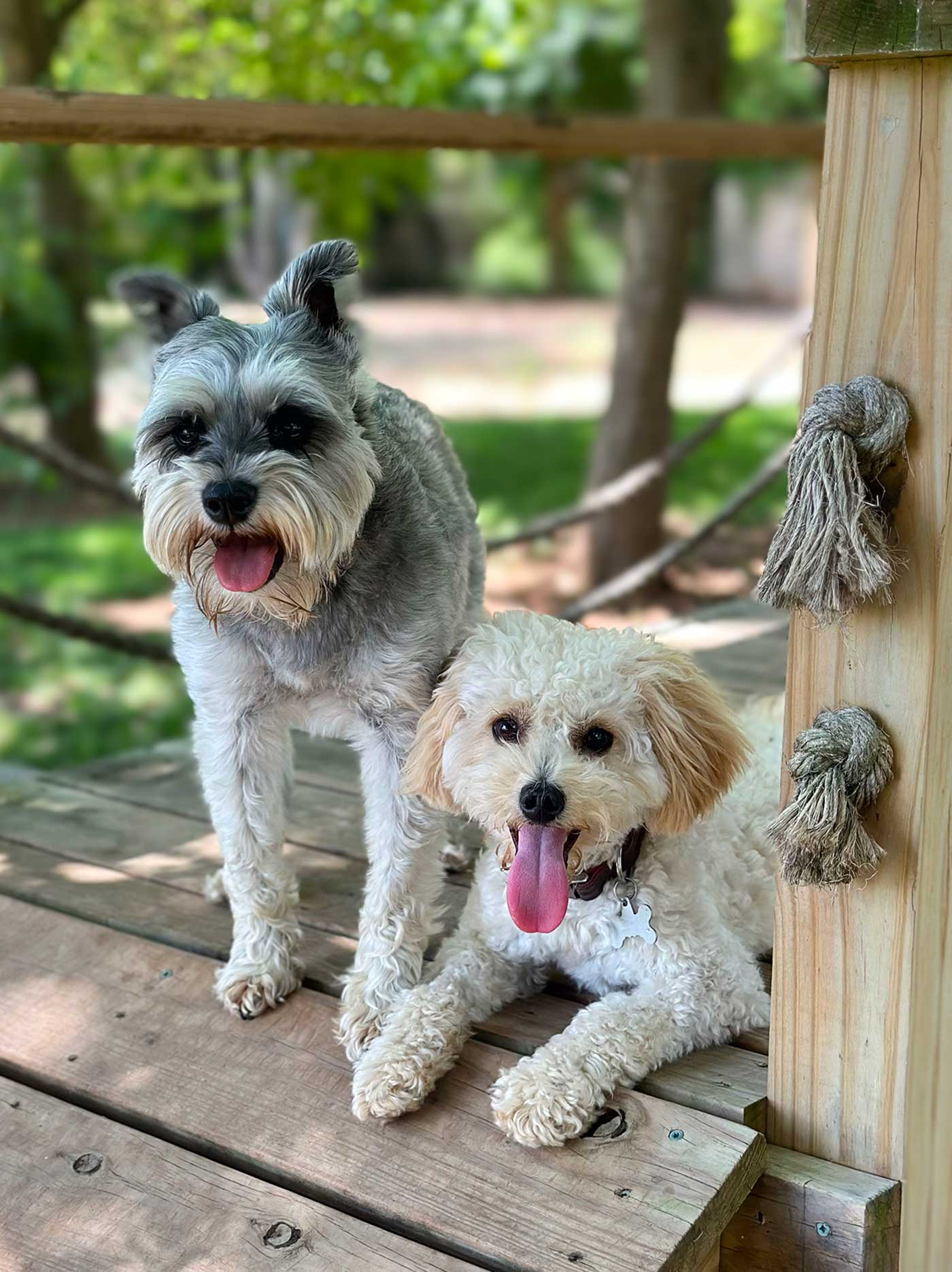 Doggy playdate at local dog park in Springfield, MO