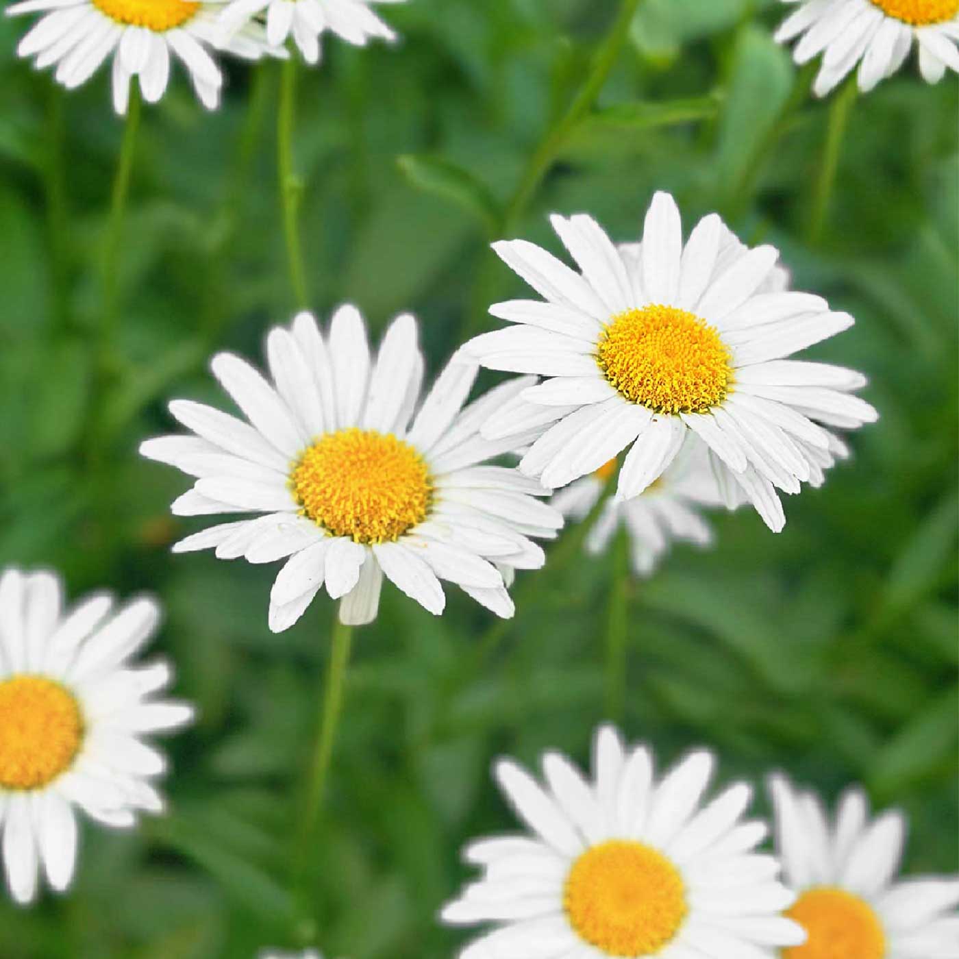 Beautiful and colorful daisies