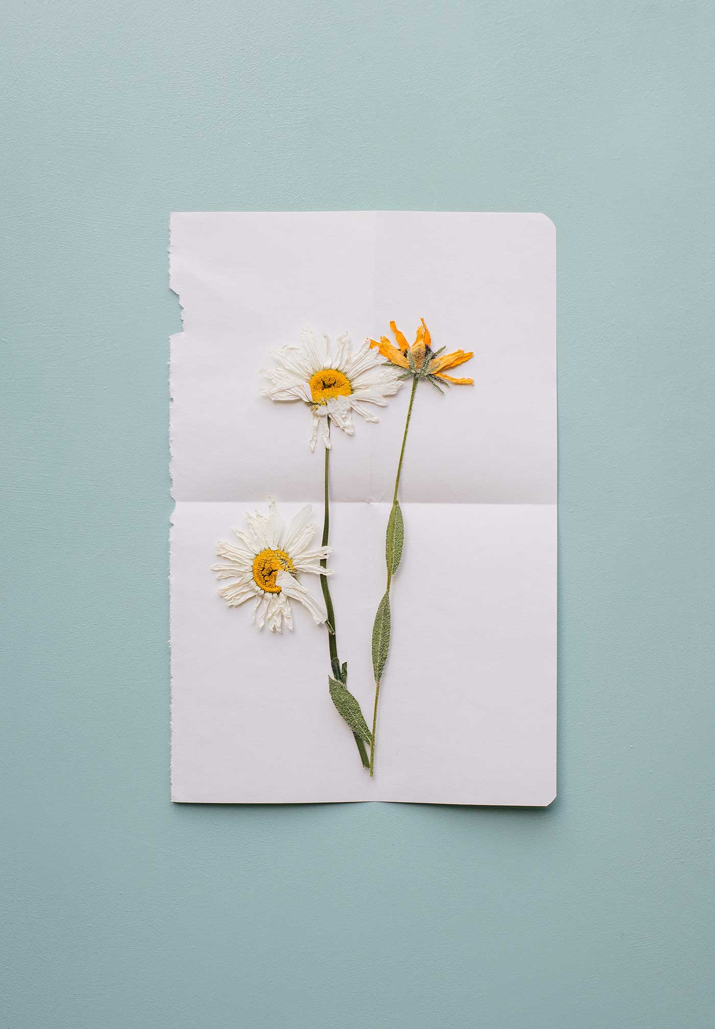 Dried Flowers included in snail mail