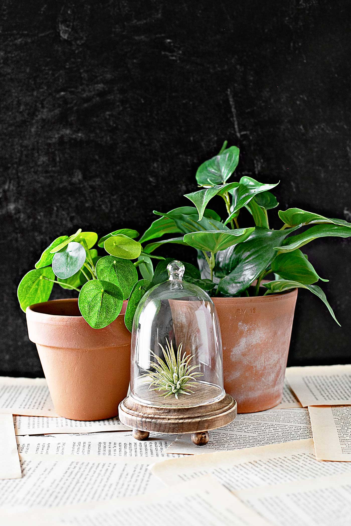 Plants and a DIY Riser Stand