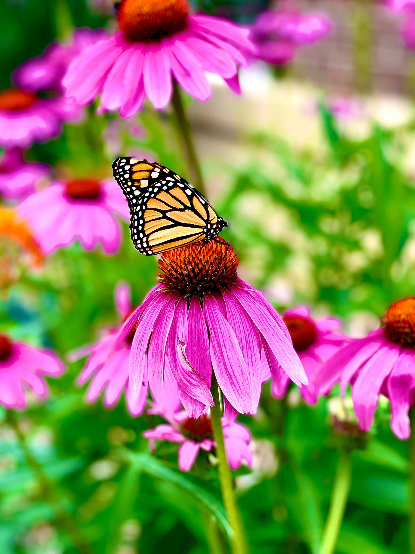 Monarch Butterfly on Purple Flower