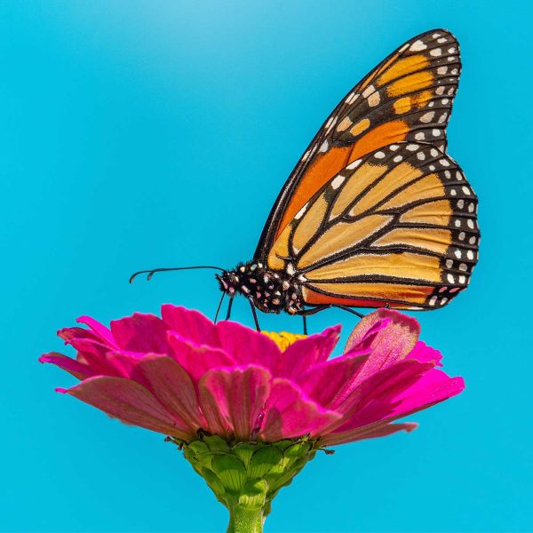 Monarch Butterfly on Pink Flower