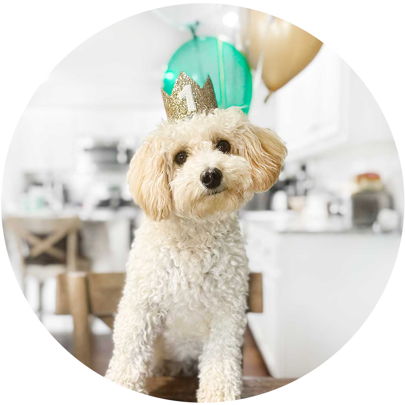 Mini Golden-Doodle with birthday crown