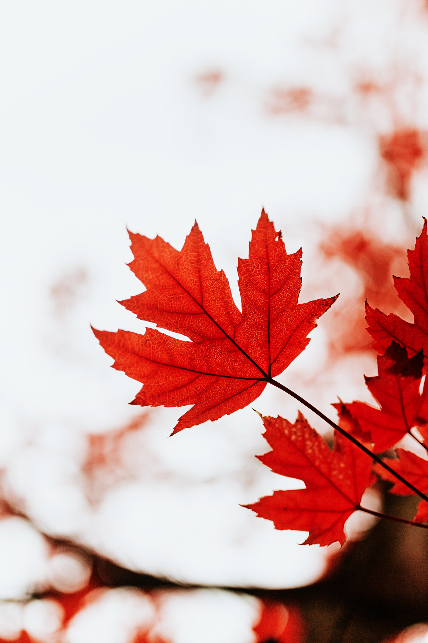 Gorgeous Red Fall Foliage