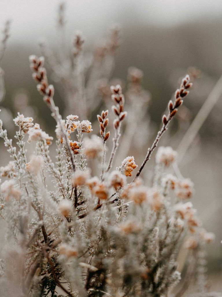 Frost in nature