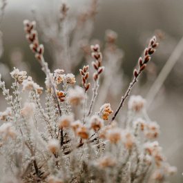 Frost in nature