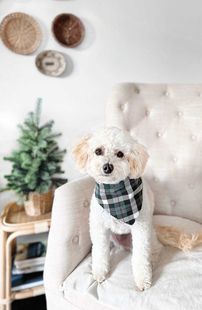 Sweet pup in a plaid scarf