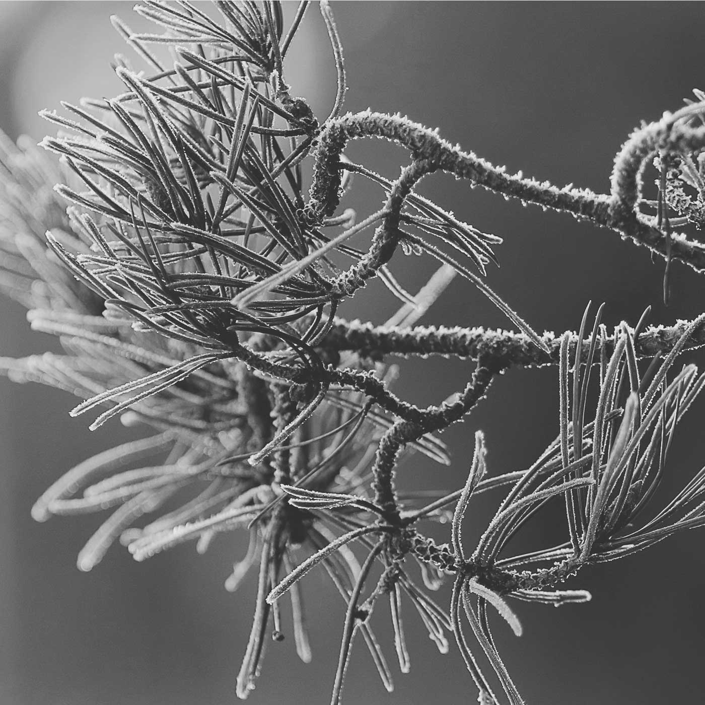 branch with needles and frost