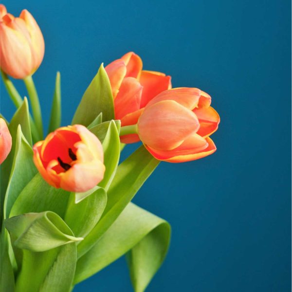 colorful tulips with blue background