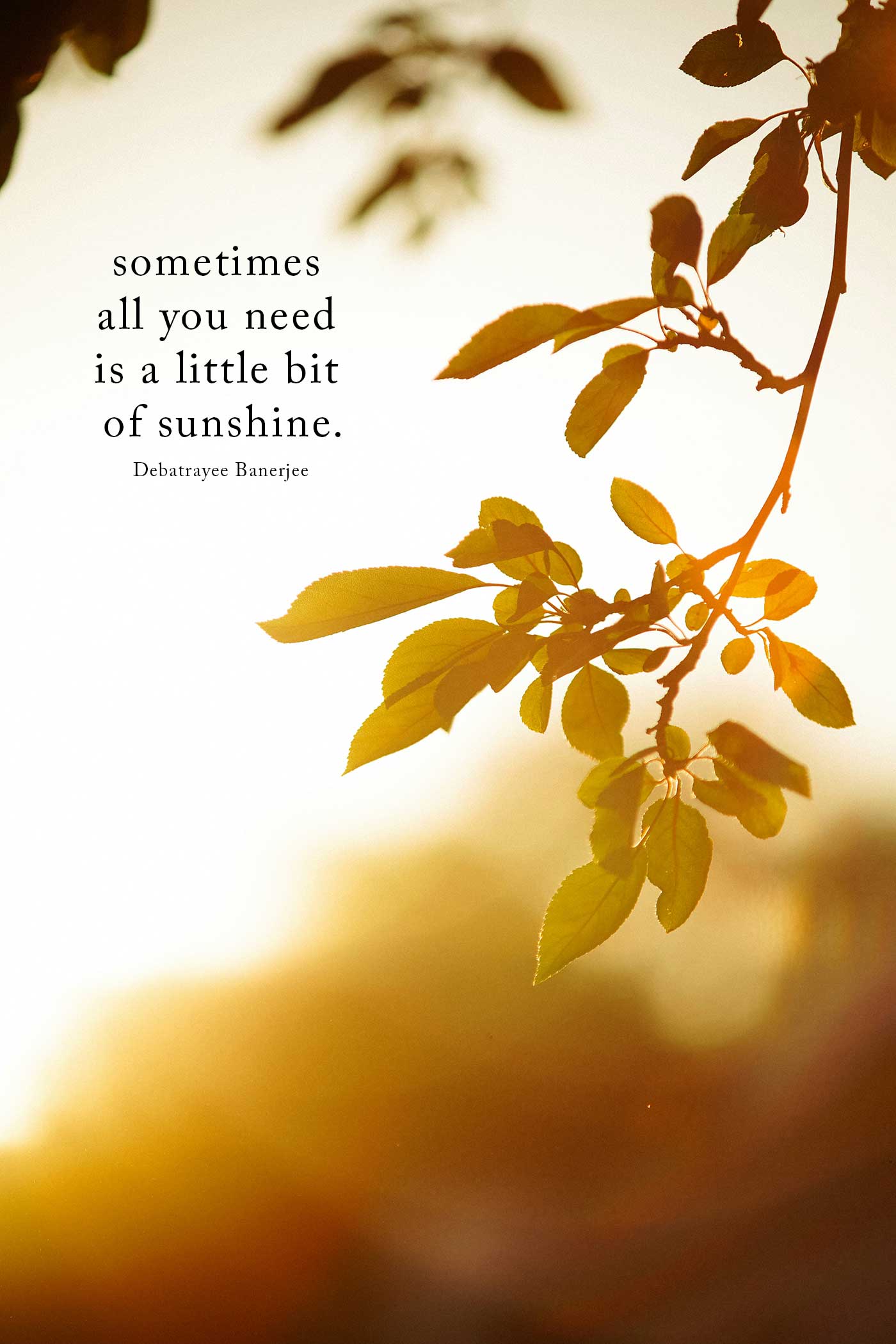sunshine quote and spring buds
