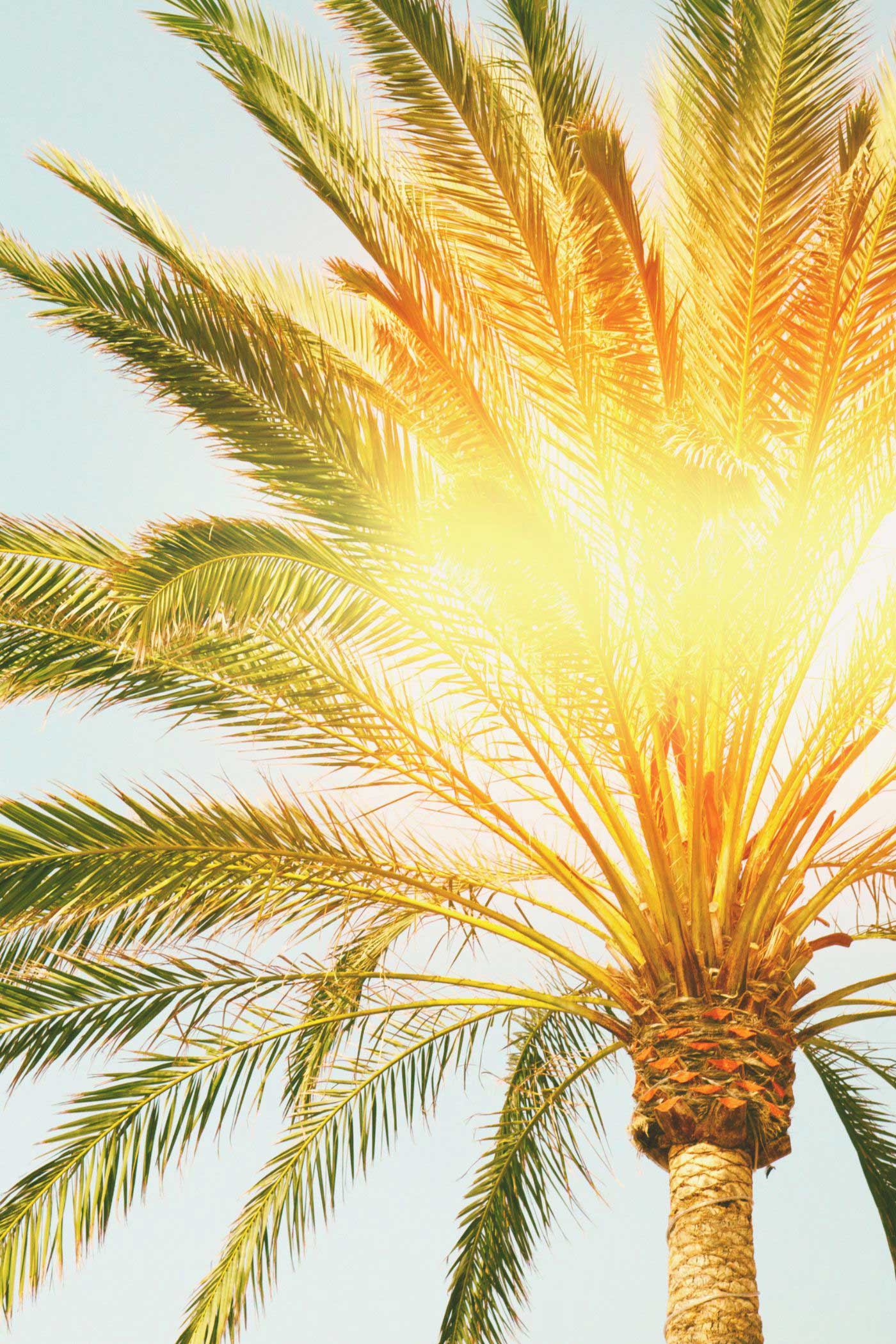 sun rays through a palm tree. gratitude activity 