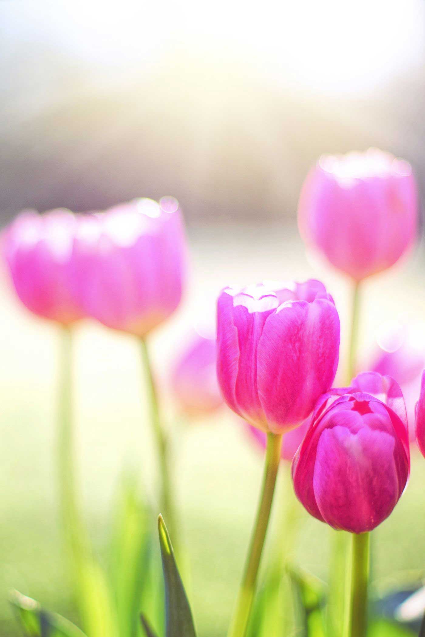 tulips in the sunshine. gratitude activity 